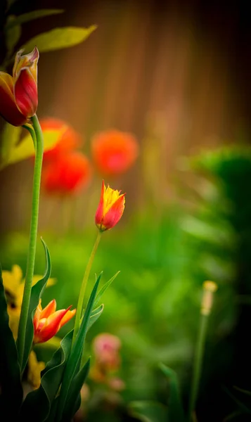 Яркие Тюльпаны Размытом Фоне — стоковое фото