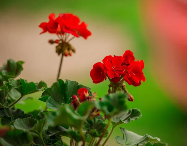 模糊自然背景上的花朵近视图 — 图库照片