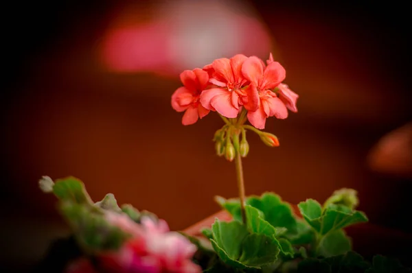 美しい新鮮なオレンジ色の花を開花します — ストック写真