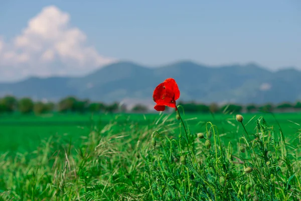 Foco Seletivo Flor Papoula Vermelha Montanhas Borradas Fundo — Fotografia de Stock