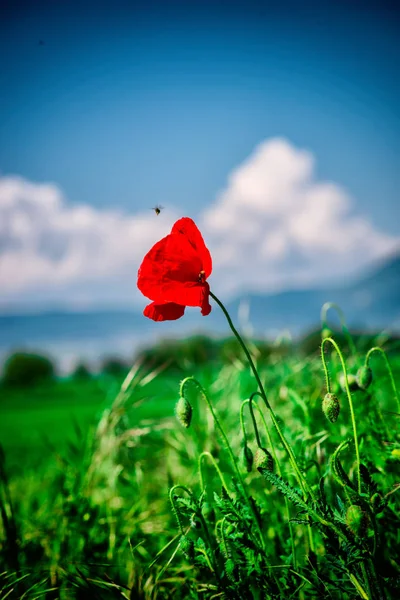 Foco Seletivo Flor Papoula Vermelha Montanhas Borradas Fundo — Fotografia de Stock