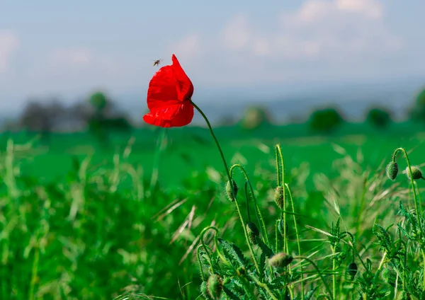 Hierba Verde Prado Del Paisaje Rural Creciente Flor Amapola Roja —  Fotos de Stock