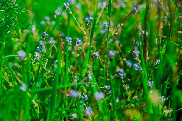 Erbe Fresche Che Maturano Sul Campo — Foto Stock