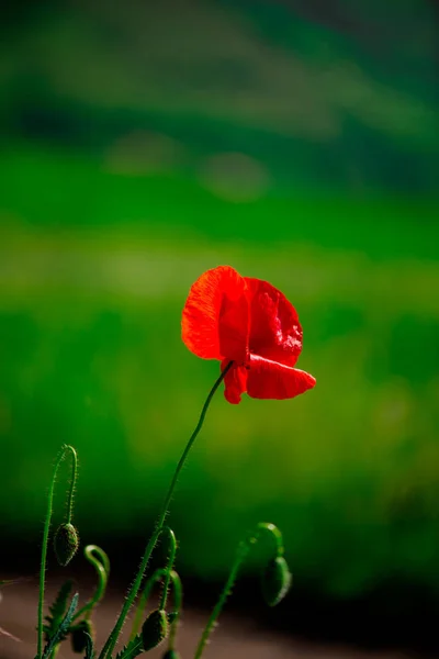 Flor Papoula Vermelha Fundo Verde Desfocado — Fotografia de Stock