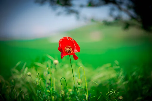 Flor Papoula Vermelha Com Botões Campo Verde — Fotografia de Stock