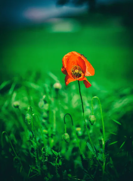 Rügyek Zöld Mező Piros Mák Virág — Stock Fotó