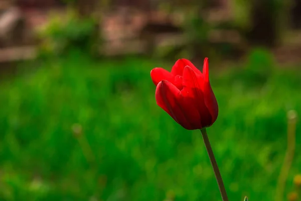 Спелый Цветок Тюльпана Размытом Естественном Фоне — стоковое фото