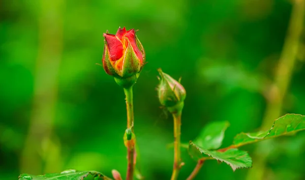 Detaljvy Younf Ökade Knoppar — Stockfoto