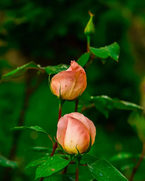 Detailansicht Der Jungen Rosenknospen — Stockfoto