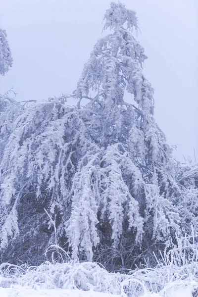 Dettagli Della Foresta Invernale Sfondo Naturale — Foto Stock