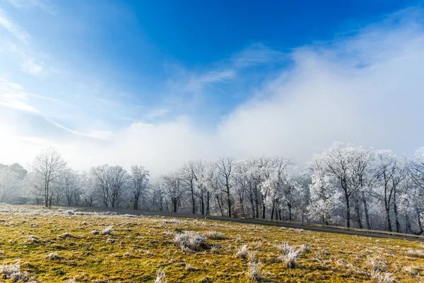 Céu Azul Paisagem Natural Com Árvores Geada Floresta Rural — Fotografia de Stock