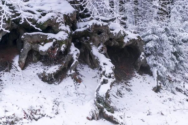 snow covered tree roots in forest