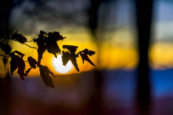 Tree Leaves Background Colourful Sunset — Stock Photo, Image