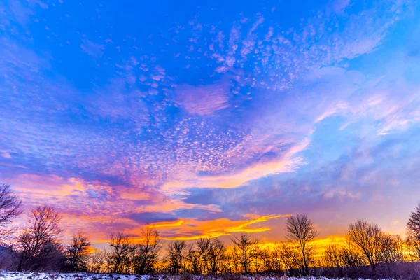 Blue Purple Sunset Sky Forest Trees — Stock Photo, Image