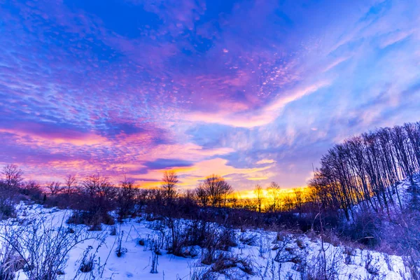 明亮的紫色蓝色日落在森林里冬天 — 图库照片