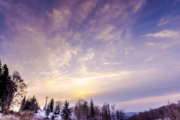 beautiful purple violet sunset sky above wood forest trees