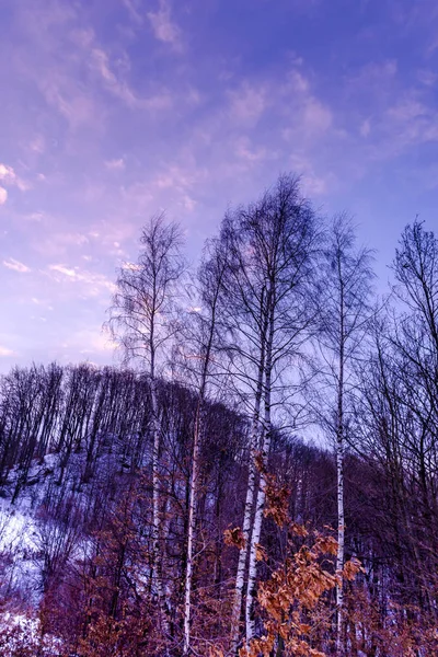 Όμορφη Μωβ Ιώδεις Ηλιοβασίλεμα Ουρανό Πάνω Από Ξύλο Δασικών Δένδρων — Φωτογραφία Αρχείου