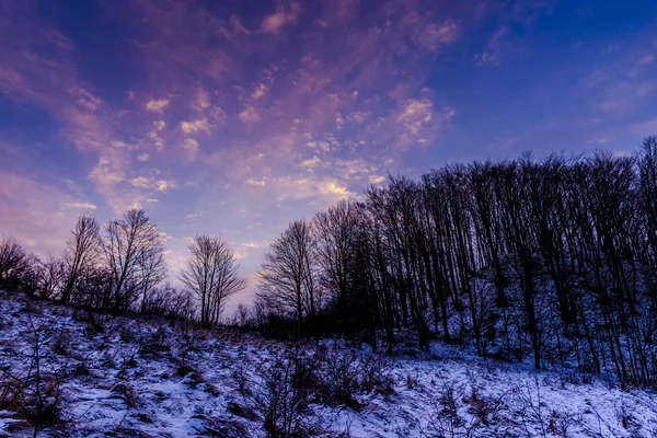 Beau Ciel Violet Coucher Soleil Dessus Des Arbres Forestiers — Photo