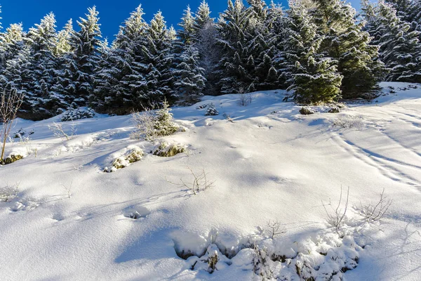 Neve Coberto Coníferas Árvores Floresta Dia Ensolarado Nas Montanhas — Fotografia de Stock