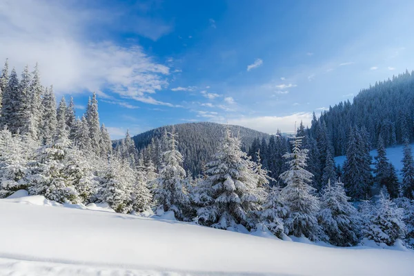 Árboles Coníferas Cubiertas Nieve Bosque Día Soleado Las Montañas — Foto de Stock