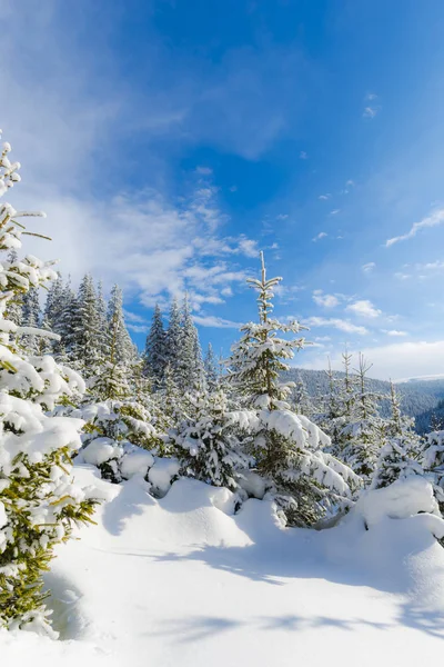 snow covered coniferous trees in forest, sunny day in mountains