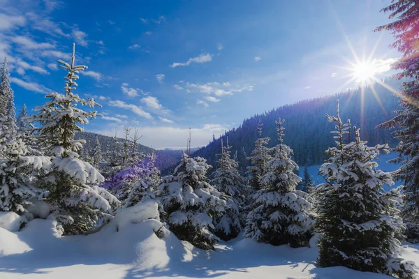 Día Soleado Las Montañas Árboles Coníferas Cubiertos Nieve Bosque — Foto de Stock