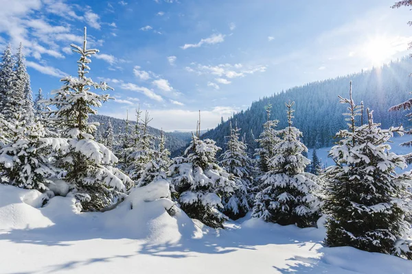 Día Soleado Las Montañas Árboles Coníferas Cubiertos Nieve Bosque — Foto de Stock