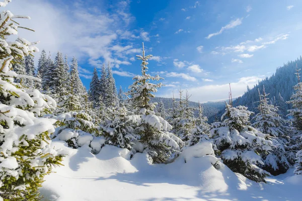 Hari Yang Cerah Pegunungan Salju Menutupi Pohon Konifer Hutan — Stok Foto