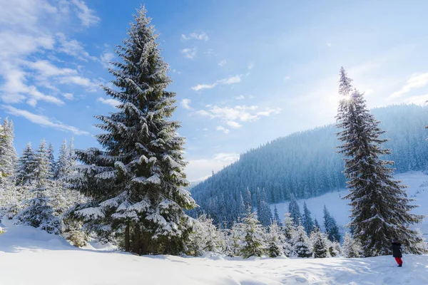 Día Soleado Las Montañas Árboles Coníferas Cubiertos Nieve Bosque — Foto de Stock