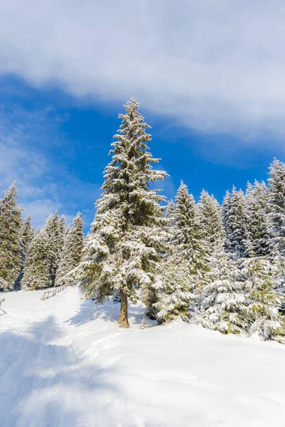 Árboles Coníferas Cubiertos Nieve Bosque — Foto de Stock