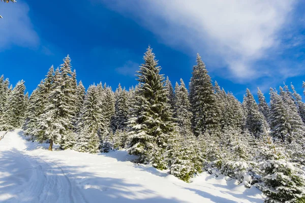 snow covered coniferous trees in wood
