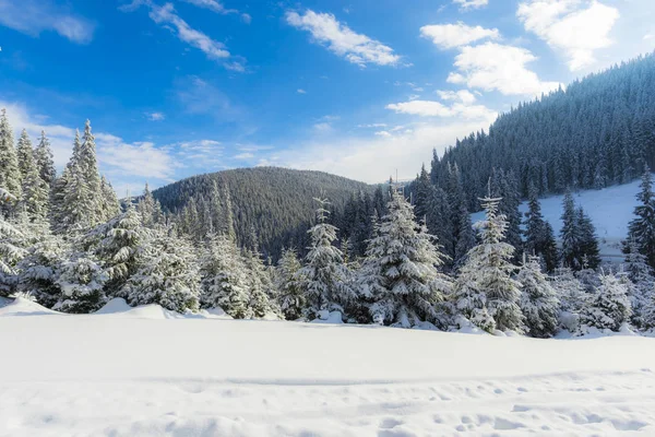 Día Soleado Las Montañas Árboles Coníferas Cubiertos Nieve Bosque — Foto de Stock