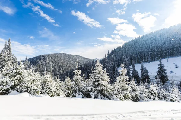 Día Soleado Las Montañas Árboles Coníferas Cubiertos Nieve Bosque — Foto de Stock