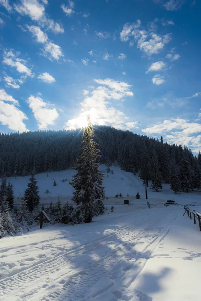 Árboles Coníferas Cubiertos Nieve Bosque —  Fotos de Stock