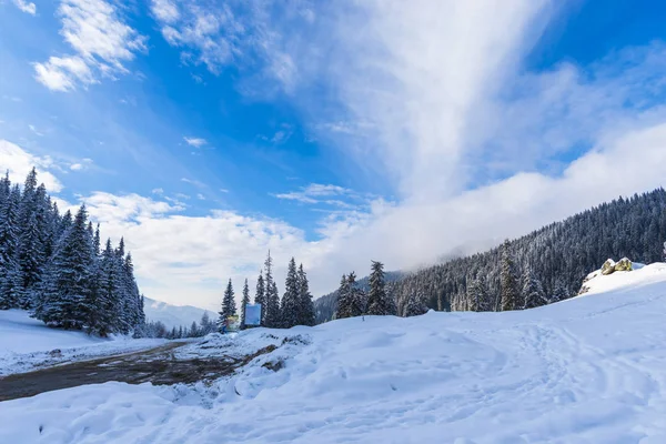 Pokryte Śniegiem Drzew Iglastych Lesie — Zdjęcie stockowe