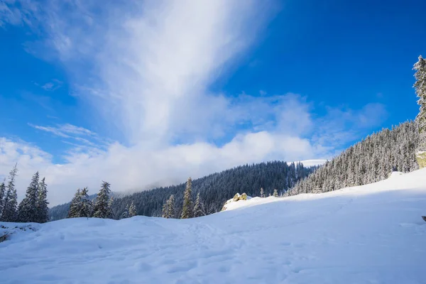 Árboles Coníferas Cubiertos Nieve Bosque — Foto de Stock