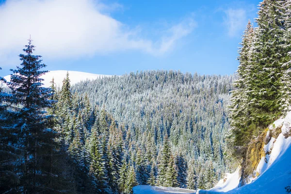 Sneeuw Behandeld Conifeerachtige Bomen Hout — Stockfoto