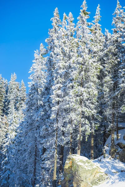 Árboles Coníferas Cubiertos Nieve Bosque — Foto de Stock