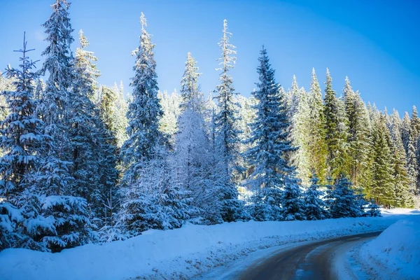Camino Asfalto Húmedo Bosque Cubierto Nieve — Foto de Stock