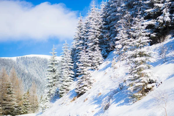 Temporada Invierno Árboles Coníferas Cubiertos Nieve Bosque Cielo Azul Nublado — Foto de Stock