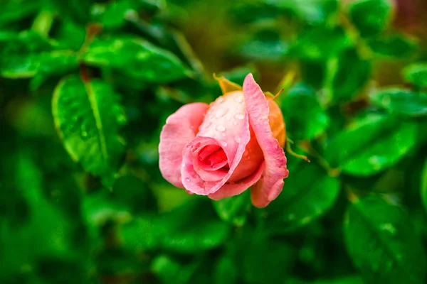 Вид Цветка Розовой Розы Каплями Воды — стоковое фото