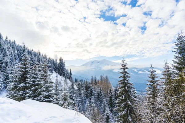 Temporada Invierno Árboles Coníferas Cubiertos Nieve Bosque Cielo Azul Nublado — Foto de Stock