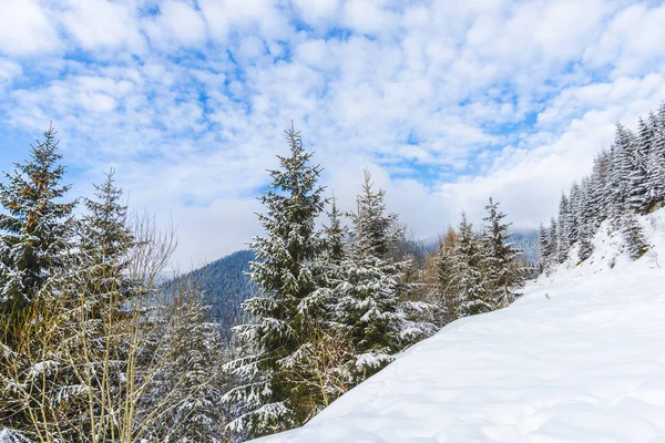 Estação Inverno Árvores Coníferas Cobertas Neve Floresta Céu Azul Nublado — Fotografia de Stock