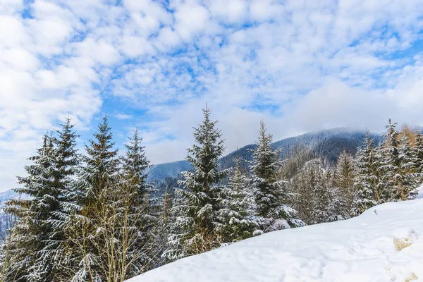 Bosque Nevado Con Árboles Coníferas Las Montañas Durante Día — Foto de Stock