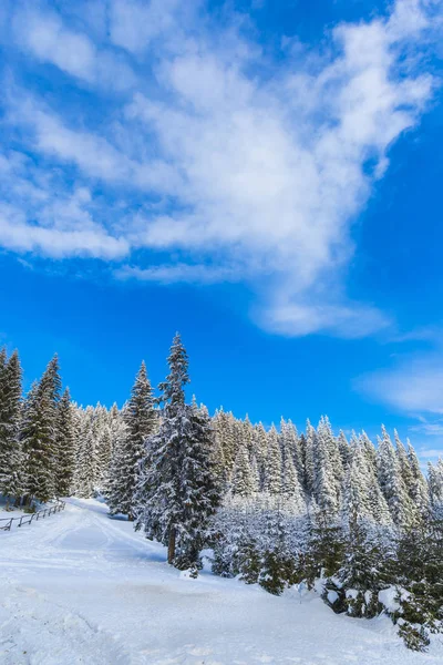 Bosque Nevado Con Árboles Coníferas Las Montañas Durante Día — Foto de Stock
