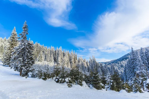 Bosque Nevado Con Árboles Coníferas Las Montañas Durante Día — Foto de Stock