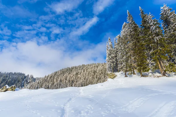 snowy forest with coniferous trees in mountains, daytime