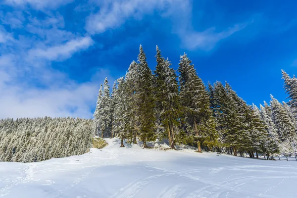 Bosque Nevado Con Árboles Coníferas Las Montañas Durante Día — Foto de Stock