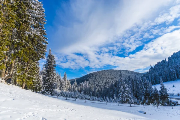 Bosque Nevado Con Árboles Coníferas Las Montañas Durante Día — Foto de Stock