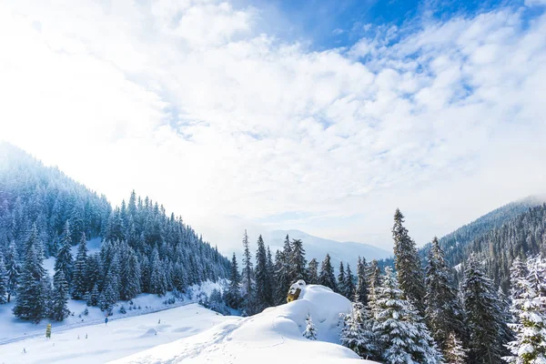 Bosque Nevado Con Árboles Coníferas Las Montañas Durante Día — Foto de Stock